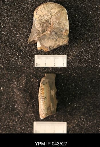 Hoploscaphites nicolletii