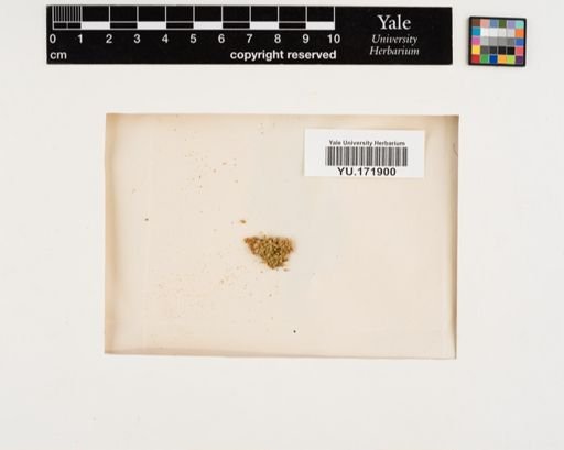 Plantae