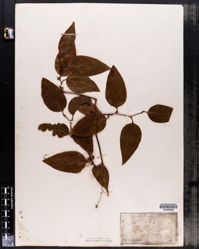 Smilax walteri