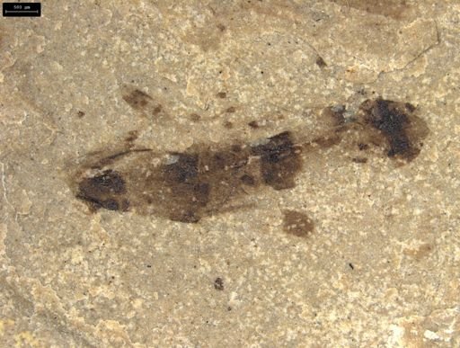 undet. Heteroptera