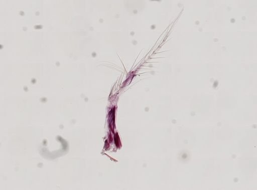 Paranebalia