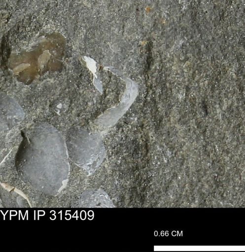 undet. Bivalvia