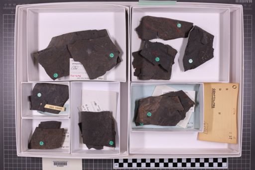 mixed taxa, stratigraphic collection