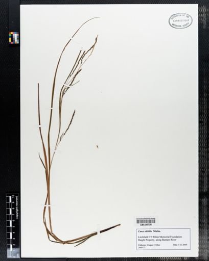 Carex debilis