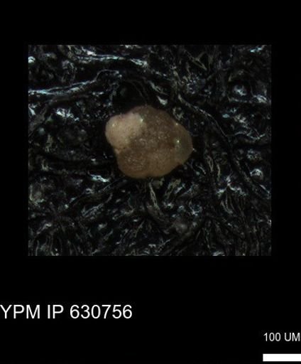 undet. Foraminiferida