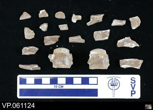 undet. Mosasauridae