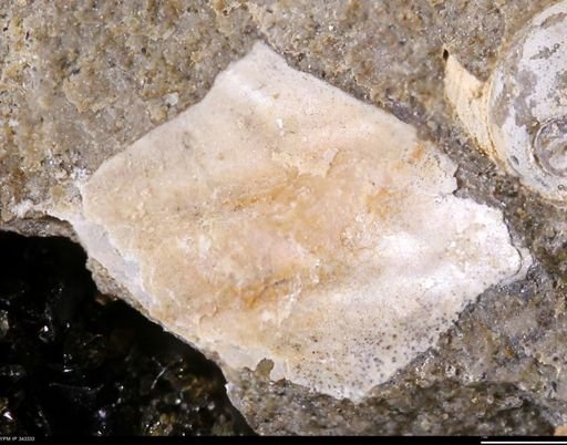 undet. Ammonoidea