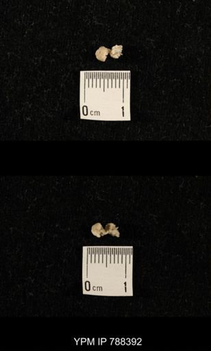 taxon undetermined
