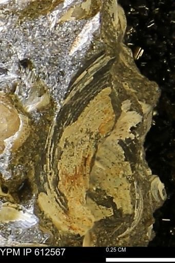 Protocardia sp.