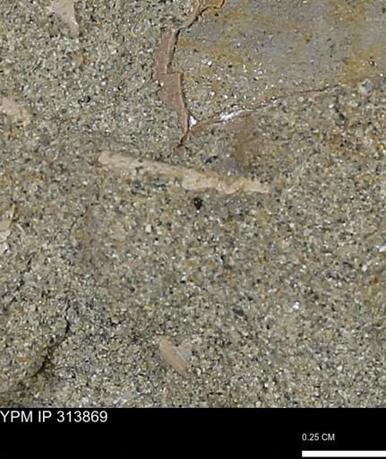 undet. Scaphopoda