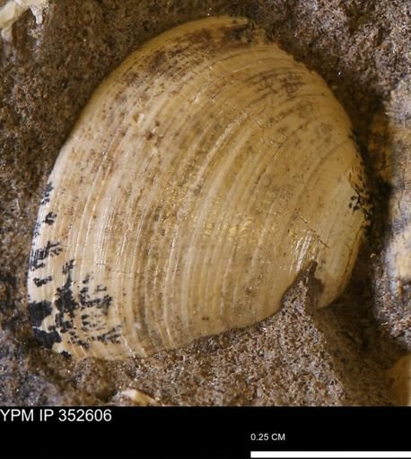 Limopsis striatopunctatus