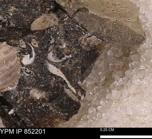 undet. Bivalvia