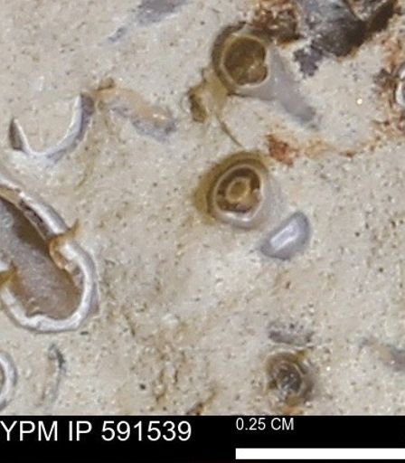 Serpulidae