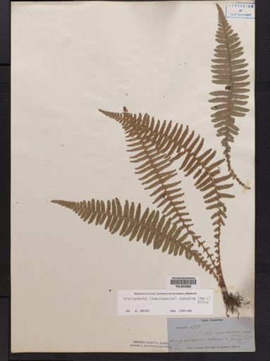 Thelypteris