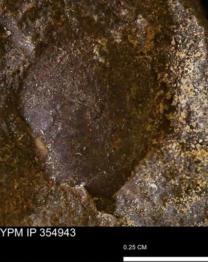 Limopsis sp.