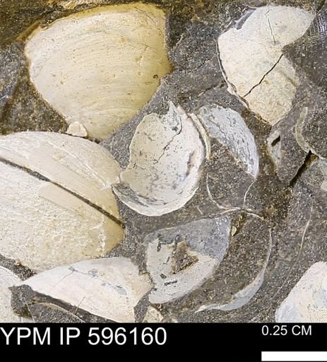undet. Bivalvia