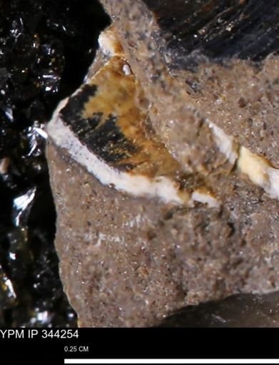 undet. Bivalvia