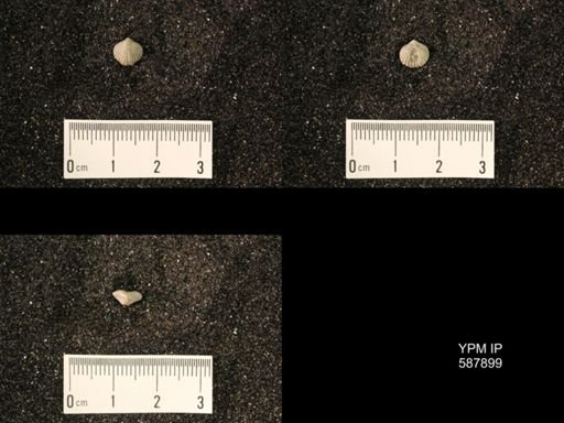 Zygospira modesta