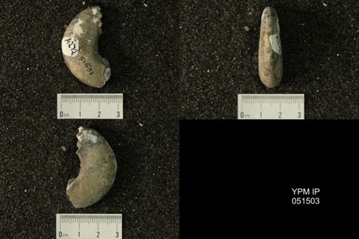 Hoploscaphites nicolletii
