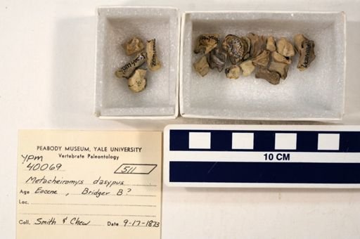 Metacheiromys dasypus