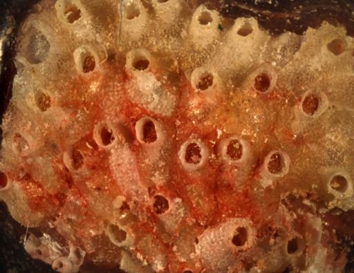 Bryozoa