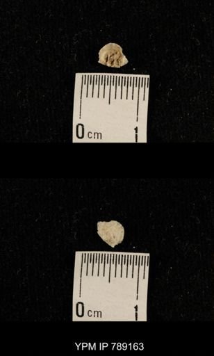 undet. Brachiopoda