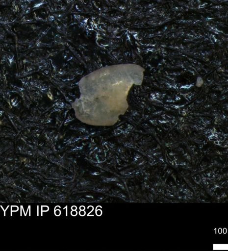undet. Ostracoda