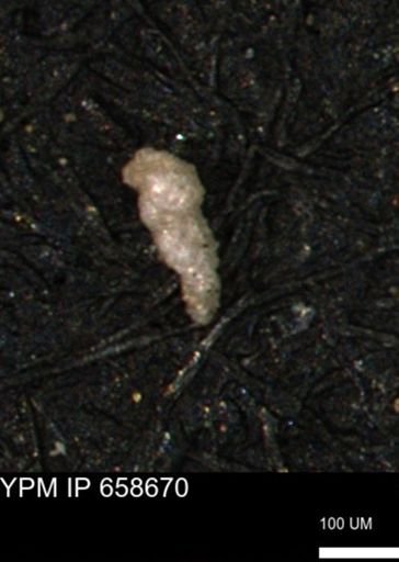 Verneuilinoides kansasensis