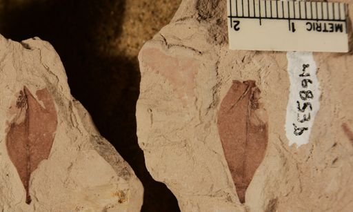 Angiospermopsida