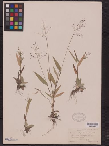 Panicum sphaerocarpon