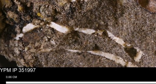 undet. Bivalvia
