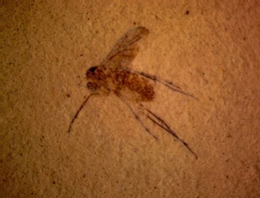 undet. Diptera