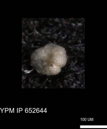 undet. Foraminiferida