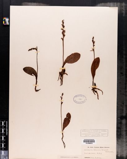 Habenaria