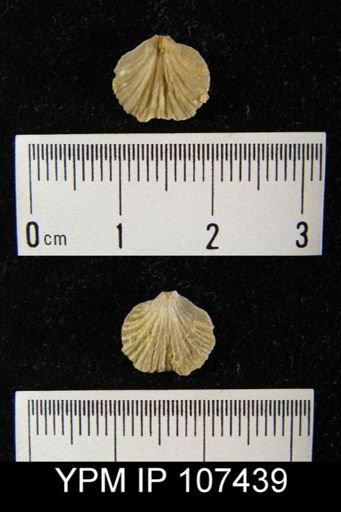 Atrypa marginalis?