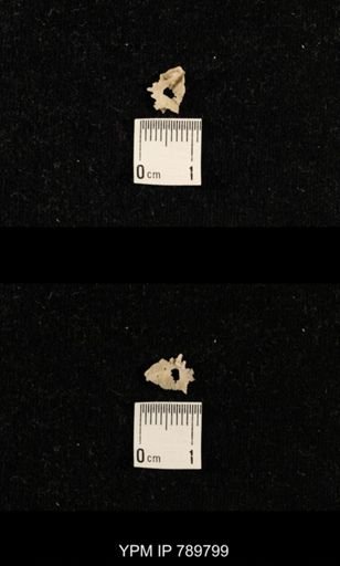 undet. Brachiopoda
