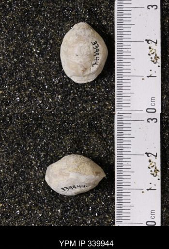 Kingena wacoensis