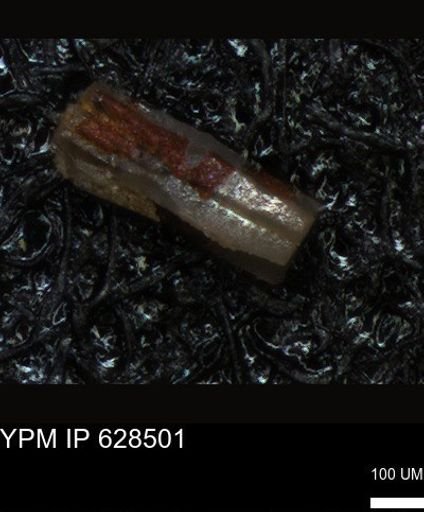 undet. Foraminiferida