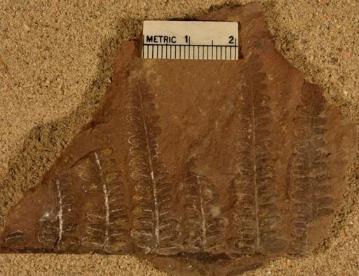 Pecopteris