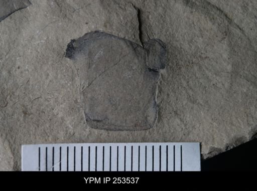 Eurypterus sp.
