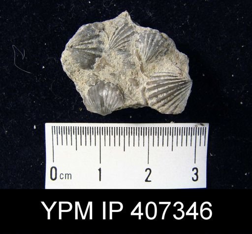 Leptocoelia sp.
