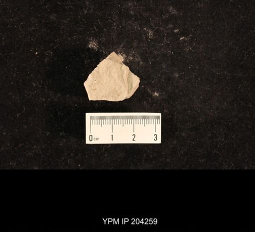 undet. Lemmatophoridae