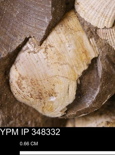 Limopsis striatopunctatus