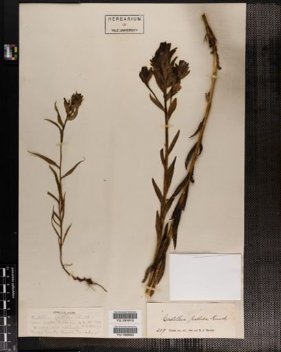 Plantae