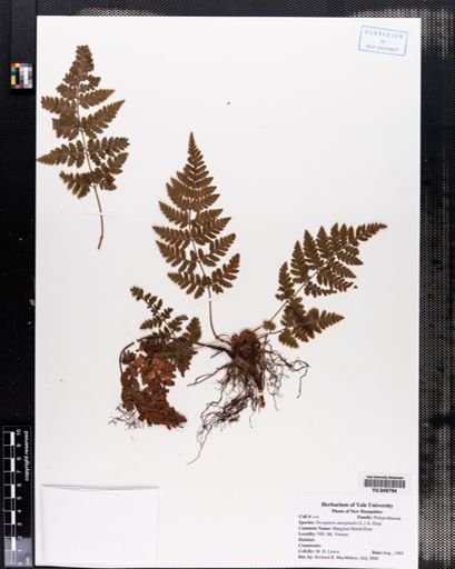 Dryopteris marginalis