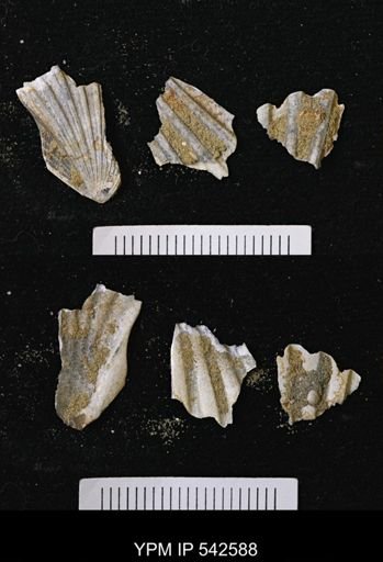 Chesapecten sp.
