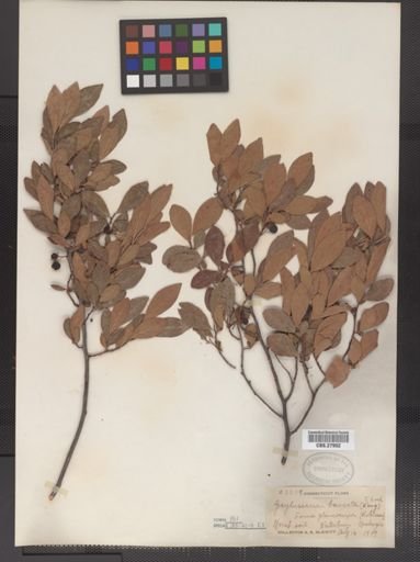 Gaylussacia baccata