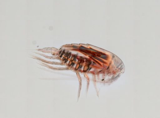 Nannocalanus minor