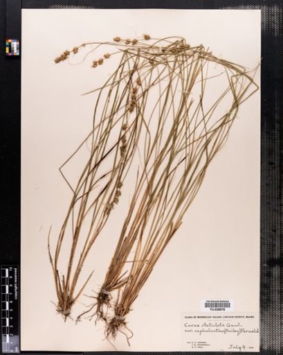 Carex cephalantha