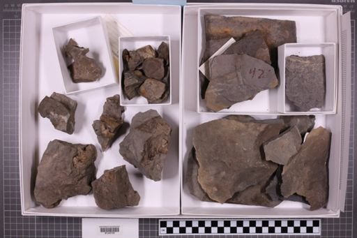 mixed taxa, stratigraphic collection
